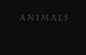 animal photos link